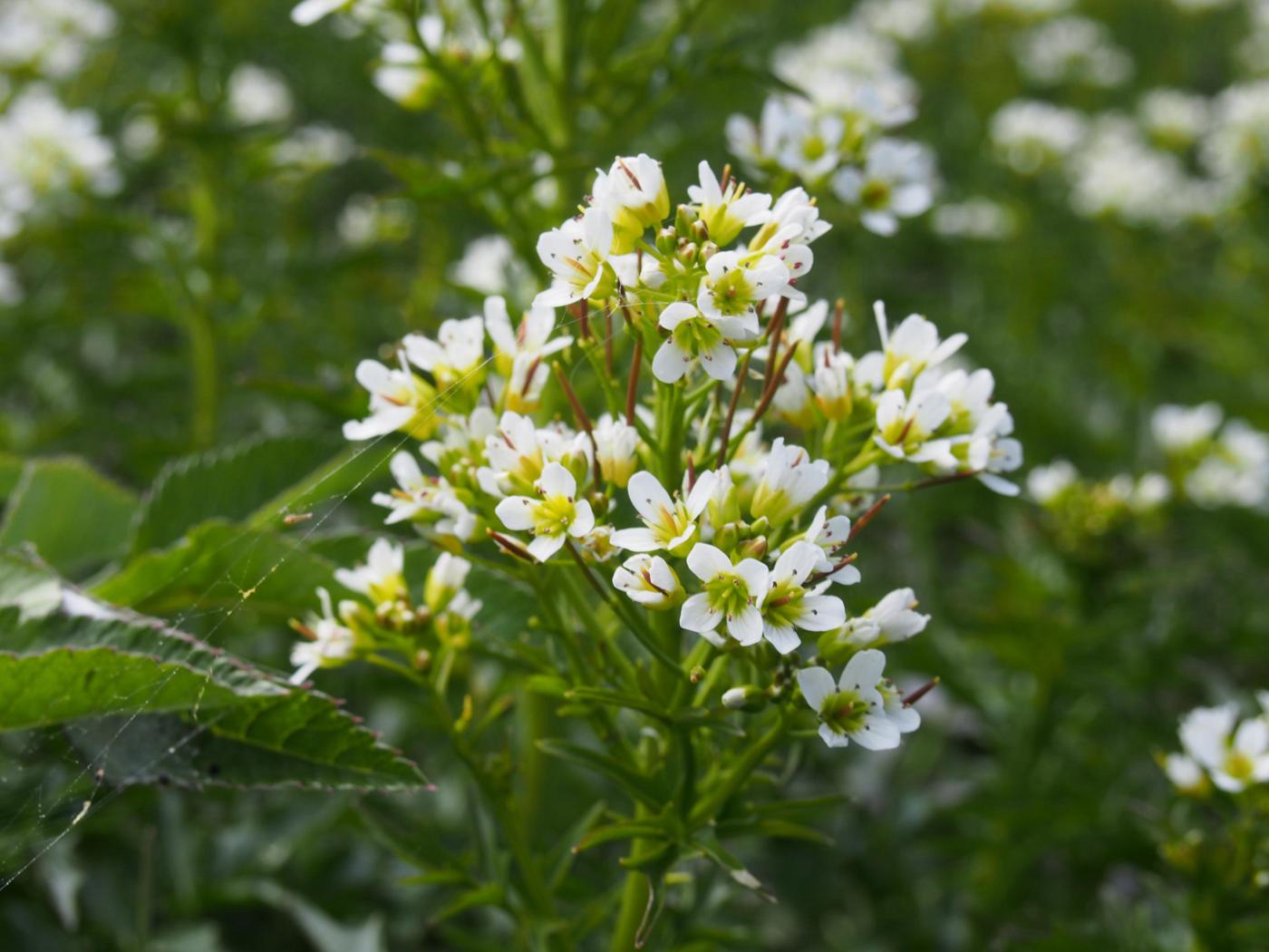 Bittercress, Large flower